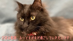 脳腫瘍と闘っている大切な家族ルーにご支援よろしくお願い致します！ のトップ画像