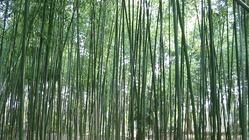 渡邊政俊卒寿記念著作集の刊行 のトップ画像