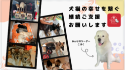 【こはくのおうち】犬猫の幸せを繋ぐまでの継続ご支援お願いします のトップ画像