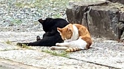 猫も人も幸せな未来へ (堕胎をせずに里親募集に繋げていきたい） のトップ画像