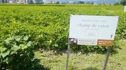 100%倉敷産の綿花で大人のハイゲージニットを作りたい のトップ画像