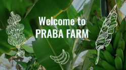 国産バナナリトリートをつくりたい！宮崎木崎浜側で新しい農のカタチを のトップ画像