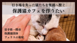 行き場を失った猫たちを里親さんへつなぐ【保護猫カフェ】を作りたい のトップ画像