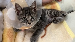 「ずっとのお家に迎えてもらうために！！」～骨折した子猫を救いたい～ のトップ画像