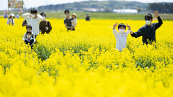 菜の花で作った巨大迷路「なの花めいろ」を来年も開催したい のトップ画像