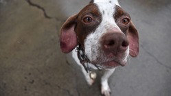 老犬をの居心地の良い場所を のトップ画像