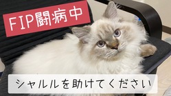 【FIP】猫伝染性腹膜炎と闘うシャルルを助けてください