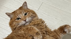 鼻腔内腫瘍(リンパ腫)の猫を助けてください！ のトップ画像