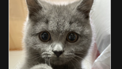 猫伝染性腹膜炎(FIP)に感染したダイナを助けたい のトップ画像