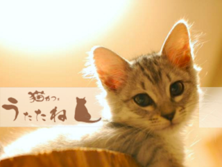 猫が「ひなたぼっこ」できる温かい保護猫カフェに改装したい！