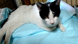 骨盤骨折のネコちゃん。手術費用が必要です! のトップ画像