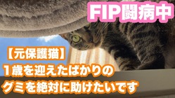 【FIP】猫コロナウイルスの病に罹ったグミを助けたい のトップ画像