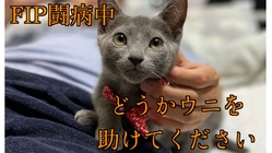【FIPと戦ってます】うにを助けるために皆さんの力をお貸しください のトップ画像
