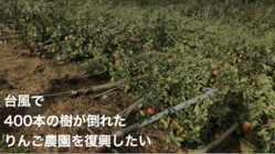 台風14号でりんごの木が400本倒れた義兄の農園を復興したい。 のトップ画像