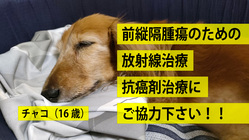 【緊急】愛犬ダックスフントの前縦隔腫瘍の治療に協力してください！！ のトップ画像
