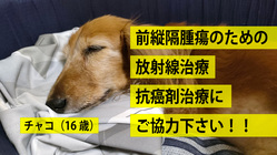 【緊急】愛犬ダックスフントの前縦隔腫瘍の治療に協力してください！！