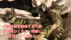 移転を迫られたシェルターの猫たちに新たな居場所を！ のトップ画像