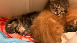 子猫の野良猫を保護しました。医療費等のご協力をよろしくお願いします のトップ画像