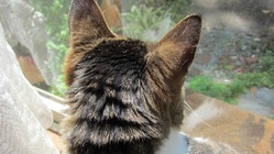 【修繕と維持】老朽化した保護猫の家にご協力をお願いします。 のトップ画像