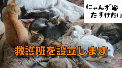 ノラネコという猫はいない。外猫専門クリニックの開設にご支援を！ のトップ画像