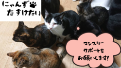 ノラネコという猫は居ない！マンスリーサポーターを募集しています。
