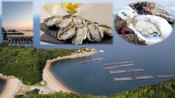 北木島の美味しい牡蠣を守りたい のトップ画像
