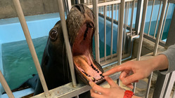 ヒトも動物も健“口”な社会へ。動物園・水族館動物の歯周病菌を調査！ のトップ画像