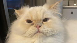 【FIP(猫伝染腹膜炎)闘病中】まろの命を助けてください。 のトップ画像