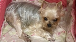 気管虚脱に苦しむランちゃんの治療にお力を貸してください。 のトップ画像