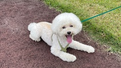 門脈体循環シャント・胆嚢粘液嚢腫とたたかう若にご支援をお願いします のトップ画像