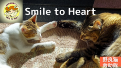 保護活動をしながら 保護動物達により安く、より良い医療を届けたい のトップ画像