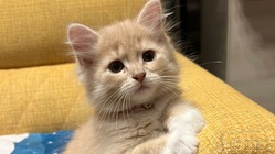 もう失いたくありません！FIPと闘うもなかを救いたい！ のトップ画像