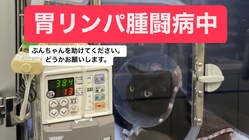 まだ四歳です。胃リンパ腫のぶんちゃんにご支援ください のトップ画像