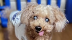 愛犬モカの目に光を与えてください のトップ画像