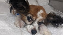 あんず♀（11歳）悪性リンパ腫抗がん剤治療にご支援願います！ のトップ画像