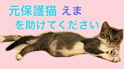 FIP治療中のえまを助けてください のトップ画像