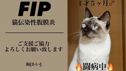 FIP(猫伝染性腹膜炎)の治療にご支援をお願い致します のトップ画像