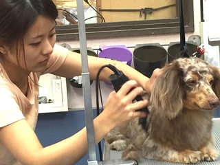 川口市で地元の人が安心できる犬のトリミングサロンを開きたい！ のトップ画像