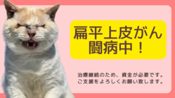 カフェオレにがん治療継続のためのご支援を のトップ画像