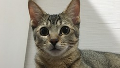 心室中隔欠損症の保護猫あいを助けたい！！ のトップ画像