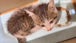 保護した子猫を助けてください のトップ画像