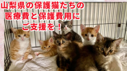 殺処分ゼロのその先へ　山梨県の保護猫活動の継続にご支援を！