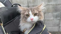 【FIP闘病中】りむの治療にどうかご協力いただけないでしょうか のトップ画像