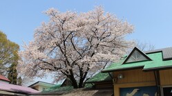 園舎の建て替えに伴って伐採される桜の木を子どもたちの記憶に残したい