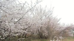 赤青黄の桜の平和植樹にご支援を!! のトップ画像