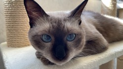 ＦＩＰ(猫伝染性腹膜炎)保護猫たむの治療にご支援をお願いします！