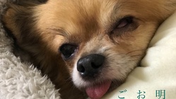 リヒマヤ障害犬と老犬専門ハウスの修繕改築 のトップ画像