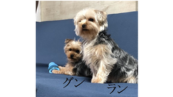 ２匹の兄妹犬「門脈体循環シャント」治療費のご支援をお願いします。
