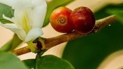 地球の摂理を理解した独自の自然農法で健康を確保しましょう。 のトップ画像