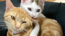 ＦＩＰ発症の愛猫を助けてください！ のトップ画像